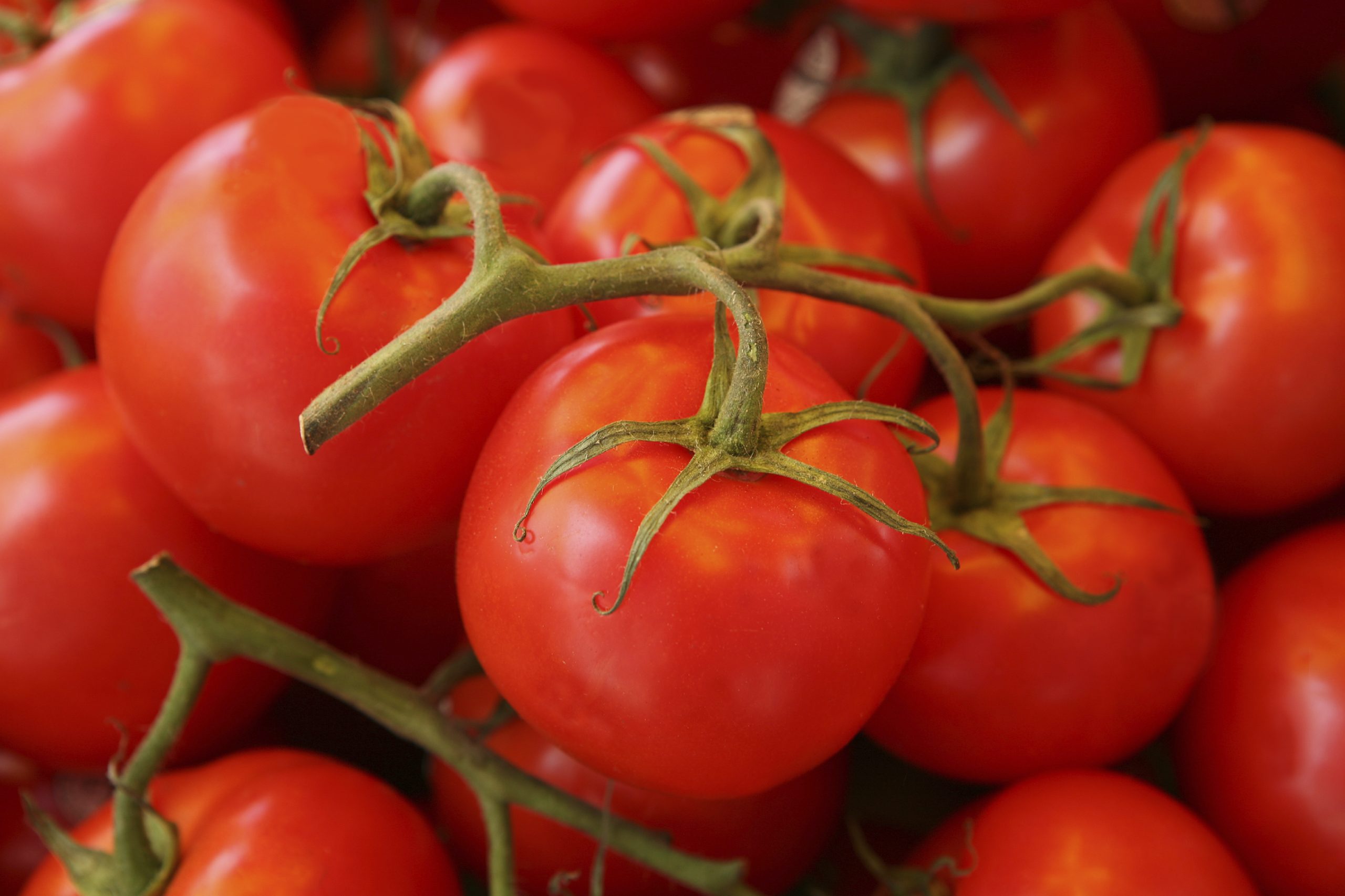 Regular Tomato consumption may help prevent prostate issues in men, experts suggest