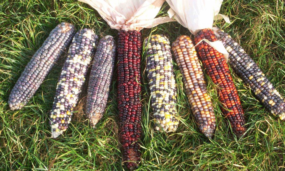 New findings question safety of GMO corn amid regulatory gaps
