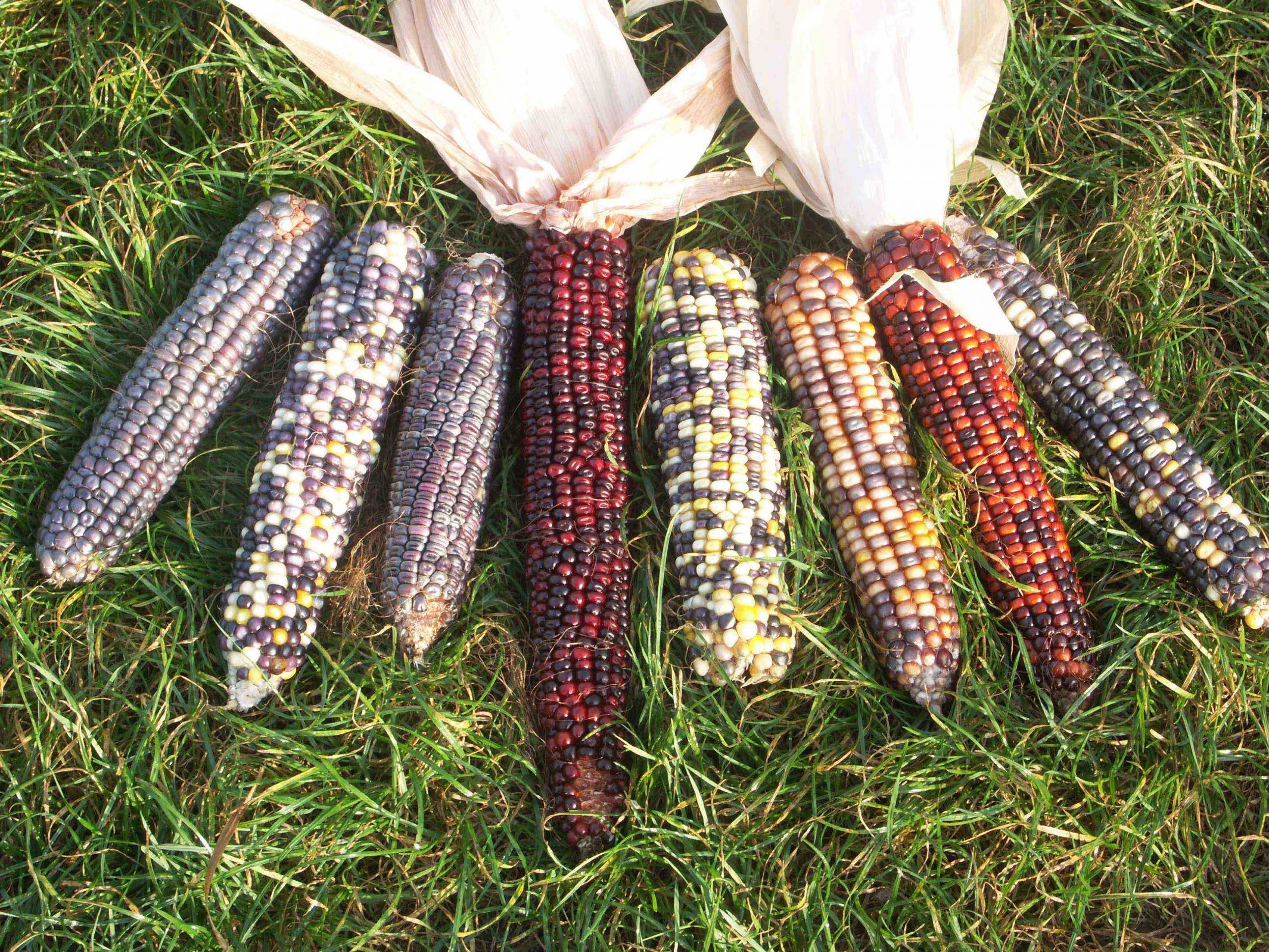 New findings question safety of GMO corn amid regulatory gaps
