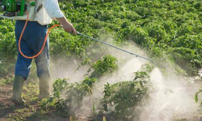 Study links fruit, vegetable consumption to spikes in pesticide metabolites in pregnant women