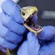 Singer’s death sparks doctor’s takedown of snakebite myths, exposes public health gaps