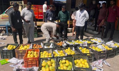 Oyo seizes chemically ripened mangoes, warns vendors over unsafe food practices