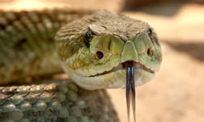 Expert tips: Keeping snakes out of your home