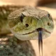 Expert tips: Keeping snakes out of your home