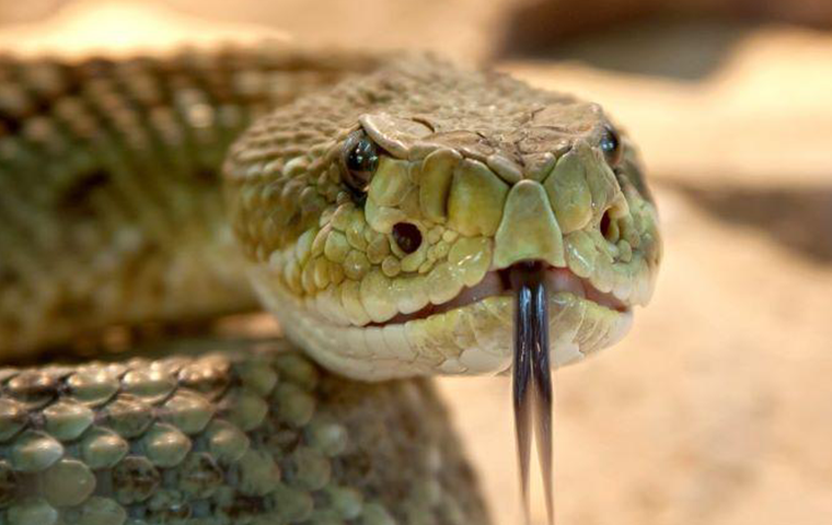 Expert tips: Keeping snakes out of your home