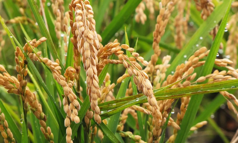 Report says GMO wheat poses serious risks to health, agriculture