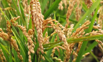 Report says GMO wheat poses serious risks to health, agriculture