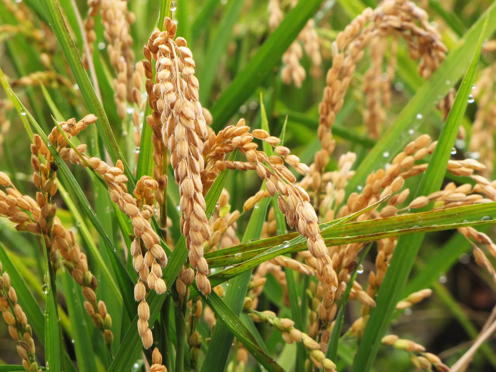 Report says GMO wheat poses serious risks to health, agriculture