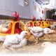 Health experts raise alarm over antibiotic residues in poultry products in Nigeria