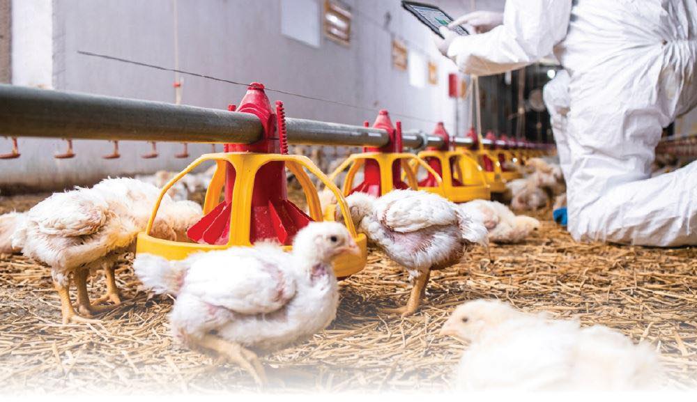 Health experts raise alarm over antibiotic residues in poultry products in Nigeria