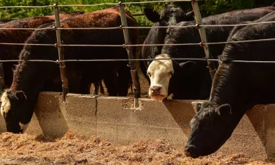 Study finds higher cancer risk among residents living near factory farms