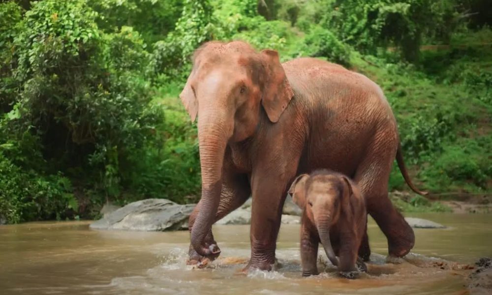 Rescued orphaned elephant “Agbaibor” highlights Nigeria’s struggle to save endangered wildlife