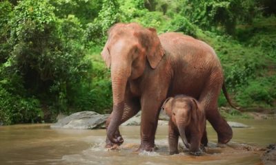 Rescued orphaned elephant “Agbaibor” highlights Nigeria’s struggle to save endangered wildlife