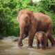 Rescued orphaned elephant “Agbaibor” highlights Nigeria’s struggle to save endangered wildlife
