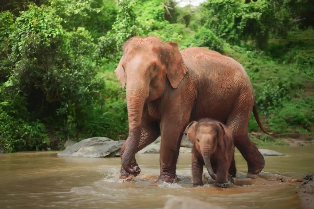 Rescued orphaned elephant “Agbaibor” highlights Nigeria’s struggle to save endangered wildlife