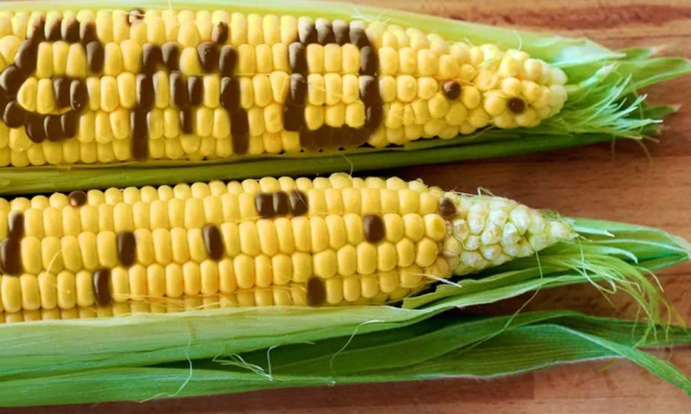 Experts raise fresh concerns over GMO crops, warn of health, food security risks