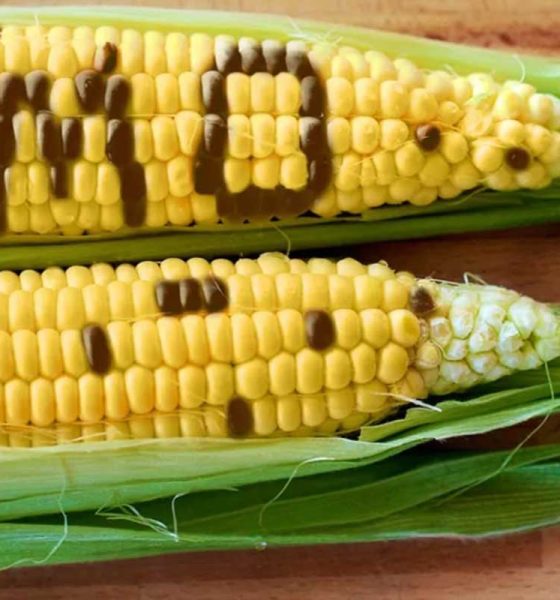 Experts raise fresh concerns over GMO crops, warn of health, food security risks