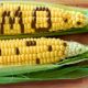 Experts raise fresh concerns over GMO crops, warn of health, food security risks