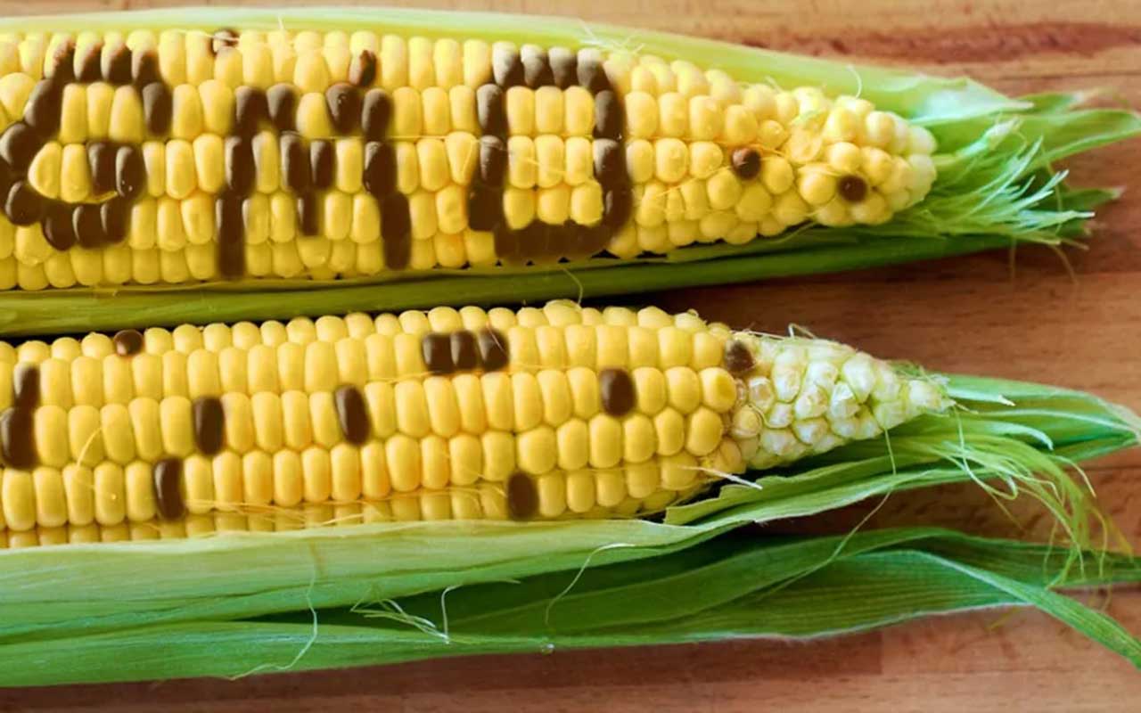 Experts raise fresh concerns over GMO crops, warn of health, food security risks