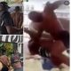 Abia Police arrest man after viral video shows brutal attack on woman