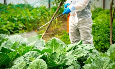 New study links pesticide exposure to higher breast cancer rates