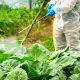 New study links pesticide exposure to higher breast cancer rates