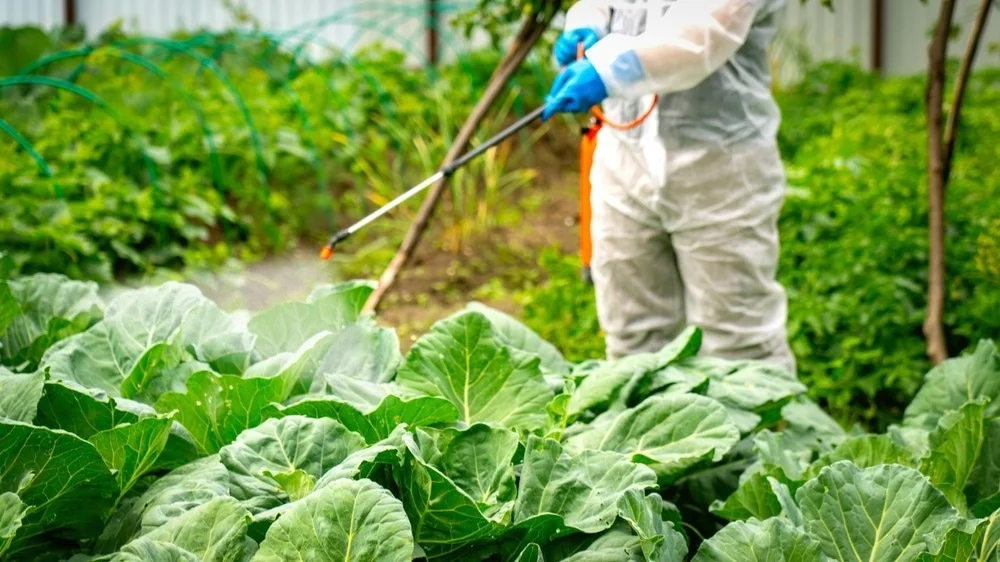 New study links pesticide exposure to higher breast cancer rates