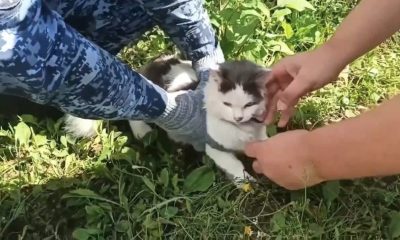 Russian prison officials foil alleged drug smuggling plot using cat