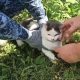Russian prison officials foil alleged drug smuggling plot using cat