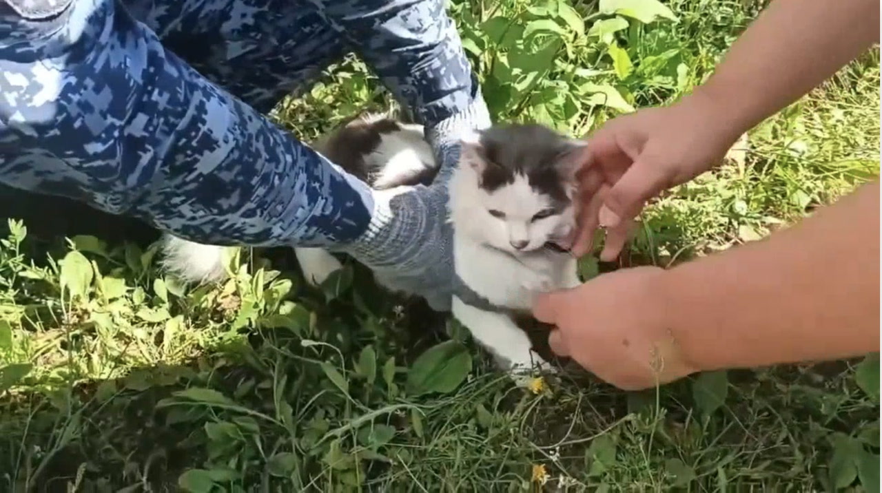 Russian prison officials foil alleged drug smuggling plot using cat