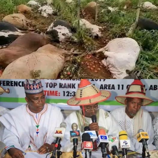 MACBAN claims toxic crops killing cattle, raising fresh farmer-herder concerns