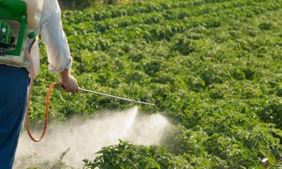 Rare Childhood cancer reports put pesticide use under scrutiny