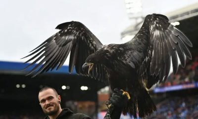 PETA urges Crystal Palace to retire live eagle mascot over welfare concerns