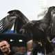 PETA urges Crystal Palace to retire live eagle mascot over welfare concerns