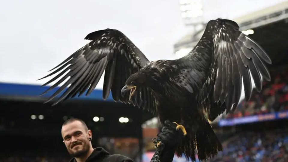 PETA urges Crystal Palace to retire live eagle mascot over welfare concerns