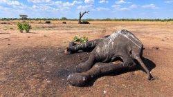 El Niño: Meaning, causes and possible effects on Nigeria