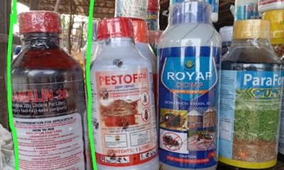 Study warns household insecticide may damage muscles, disrupt glucose metabolism